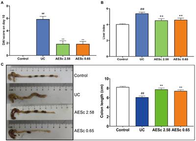 Aqueous extract of Sargentodoxa cuneata alleviates ulcerative colitis and its associated liver injuries in mice through the modulation of intestinal flora and related metabolites